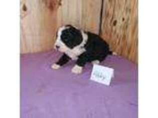 Mutt Puppy for sale in Brook Park, MN, USA