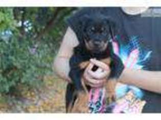 Rottweiler Puppy for sale in Madera, CA, USA
