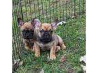 French Bulldog Puppy for sale in Austin, MN, USA