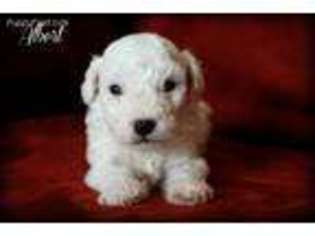 Bichon Frise Puppy for sale in Brownsville, OR, USA