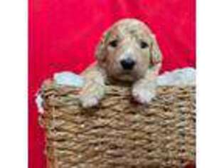 Goldendoodle Puppy for sale in Tolono, IL, USA