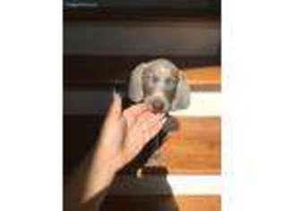 Weimaraner Puppy for sale in Reseda, CA, USA