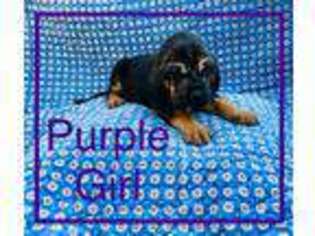 Bloodhound Puppy for sale in Dillwyn, VA, USA