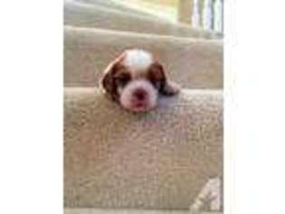 Cavalier King Charles Spaniel Puppy for sale in TRACY, CA, USA