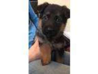 German Shepherd Dog Puppy for sale in Wautoma, WI, USA