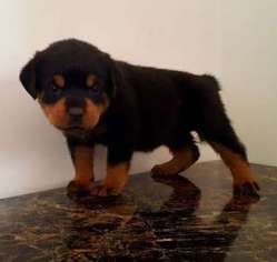 Rottweiler Puppy for sale in Warwick, RI, USA