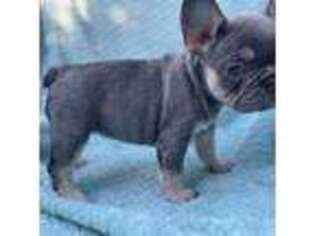 French Bulldog Puppy for sale in Santa Barbara, CA, USA