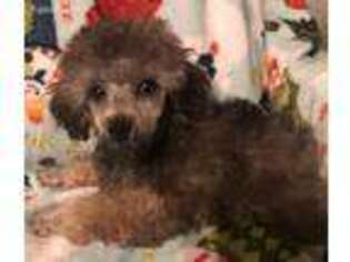 Mutt Puppy for sale in Mastic, NY, USA
