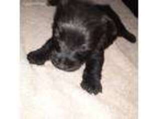 Scottish Terrier Puppy for sale in Stanfield, NC, USA