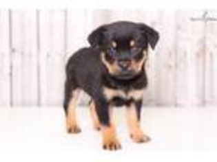 Rottweiler Puppy for sale in Columbus, OH, USA