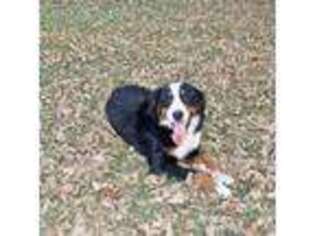 Bernese Mountain Dog Puppy for sale in Beresford, SD, USA