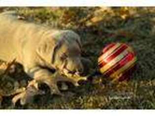 Labrador Retriever Puppy for sale in Mountain Grove, MO, USA
