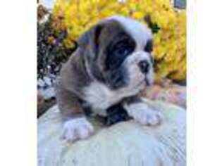 Bulldog Puppy for sale in Mount Pleasant, IA, USA