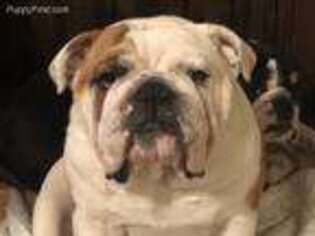 Bulldog Puppy for sale in Blairsville, PA, USA