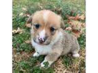 Pembroke Welsh Corgi Puppy for sale in Boones Mill, VA, USA