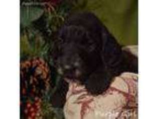 Goldendoodle Puppy for sale in Newton, UT, USA