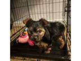 Yorkshire Terrier Puppy for sale in Clinton, MS, USA
