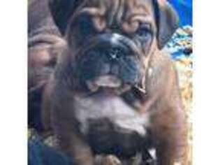 Bulldog Puppy for sale in Ranson, WV, USA