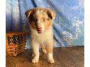 Australian Shepherd Puppy for sale in East Sparta, OH, USA
