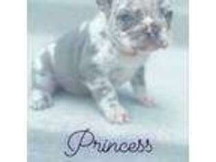 French Bulldog Puppy for sale in Minneapolis, MN, USA