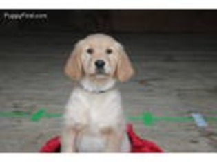 Golden Retriever Puppy for sale in Killbuck, OH, USA