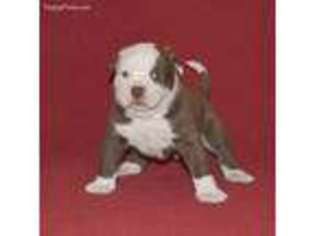 Alapaha Blue Blood Bulldog Puppy for sale in Newark, DE, USA