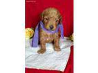 Goldendoodle Puppy for sale in Bernville, PA, USA