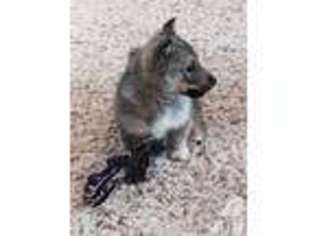 Swedish Vallhund Puppy for sale in MASON, TN, USA