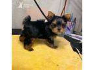 Yorkshire Terrier Puppy for sale in Rocklin, CA, USA