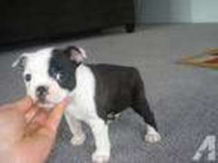 Boston Terrier Puppy for sale in EAGLE POINT, OR, USA