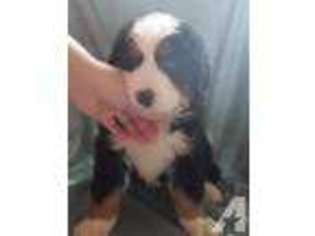 Bernese Mountain Dog Puppy for sale in RICHMOND, KY, USA