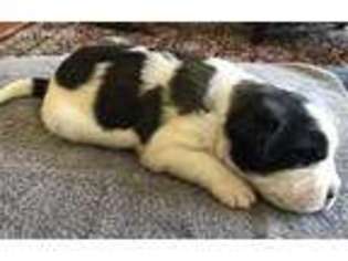 Saint Bernard Puppy for sale in Albion, NE, USA