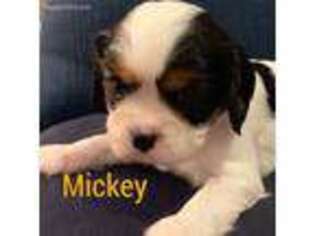 Cavalier King Charles Spaniel Puppy for sale in Conway, SC, USA