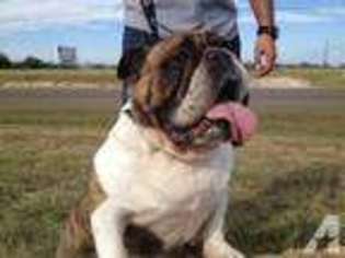Bulldog Puppy for sale in GATESVILLE, TX, USA