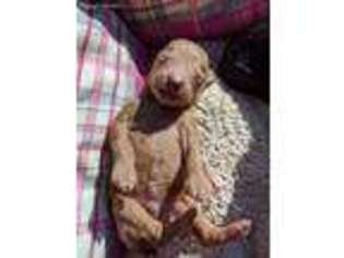 Mutt Puppy for sale in Elizabethtown, KY, USA