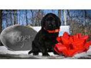 Labrador Retriever Puppy for sale in Eaton, OH, USA