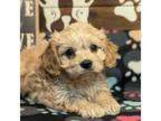 Cavachon Puppy for sale in Dekalb, IL, USA