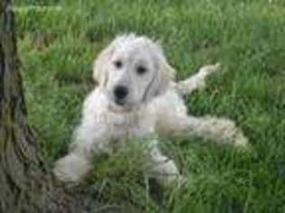 Goldendoodle Puppy for sale in Seymour, MO, USA