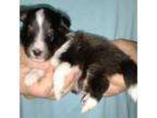 Shetland Sheepdog Puppy for sale in Berkeley Springs, WV, USA