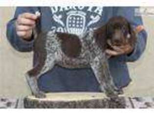 German Shorthaired Pointer Puppy for sale in Saint George, UT, USA