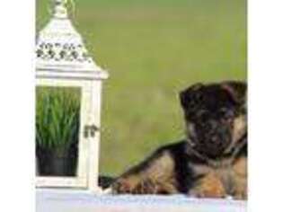 German Shepherd Dog Puppy for sale in Montezuma, GA, USA