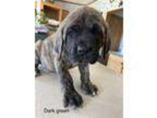 Mastiff Puppy for sale in Londonderry, OH, USA
