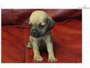 Puggle Puppy for sale in Louisville, KY, USA