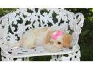 Cavachon Puppy for sale in Woodburn, IN, USA