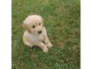 Golden Retriever Puppy for sale in Lake Waccamaw, NC, USA