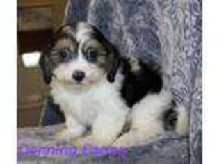 Mutt Puppy for sale in Houghton, IA, USA