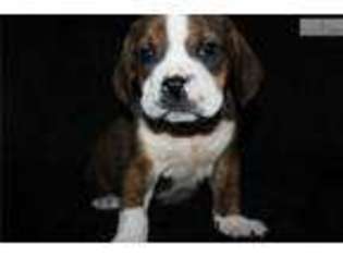 Beabull Puppy for sale in Jonesboro, AR, USA