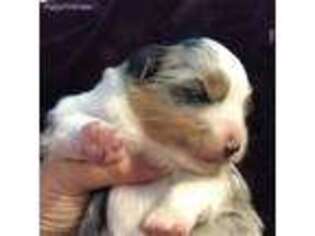 Miniature Australian Shepherd Puppy for sale in Chambersburg, PA, USA