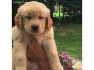 Golden Retriever Puppy for sale in Granger, IN, USA
