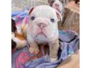 Bulldog Puppy for sale in Hollywood, FL, USA